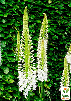 Еремурус "Himalaicus" 1шт в упаковці6