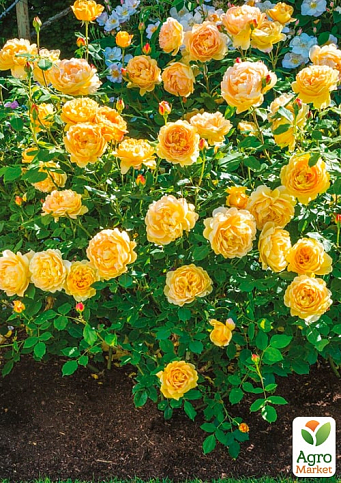 Троянда в контейнері англійська "Golden Celebration" (саджанець класу АА+) - фото 2