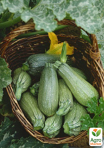 Комплект семян кабачков "Красавцы" 5уп