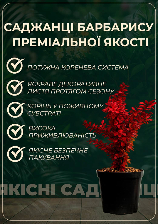 Барбарис Тунберга "Chocolate Summer"  (контейнер P9) - фото 3