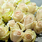 Роза чайно-гібридна "Ла Перла" (дуже ароматна!) (Саджанець класу АА +) вищий сорт