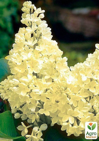 Ексклюзив! Бузок лимонно-жовтий "Аромат щастя" (преміальний крупноквітковий сорт)