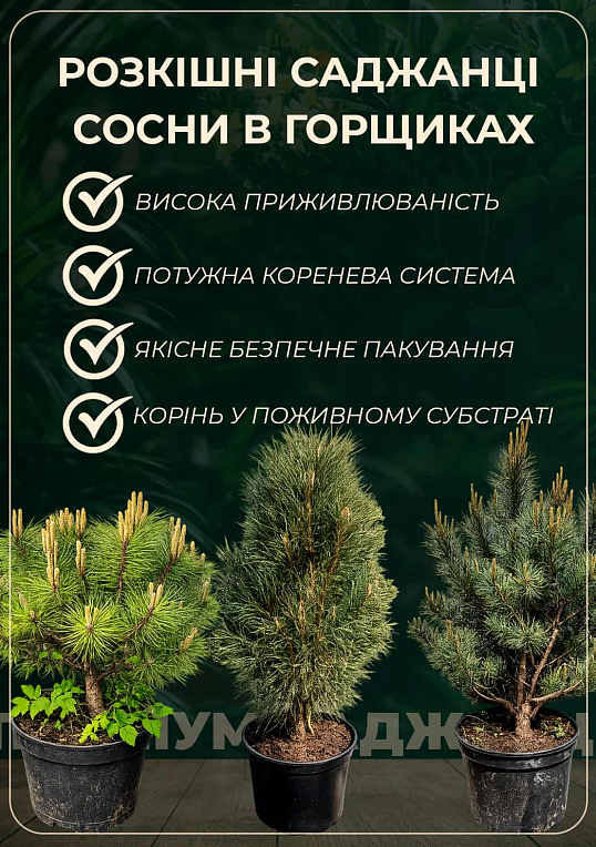 Сосна гірська "Ophir" (ком/сітка), висота 80-90см