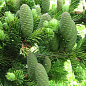 Пихта Маньчжурская 4х летняя (Abies holophylla) высота 30-40 см