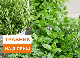 Як створити гарний і доглянутий травник на своїй ділянці - корисні статті про садівництво від Agro-Market