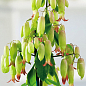 Каланхоэ перистое "Magic Bells" высота 40-60см (Нидерланды)