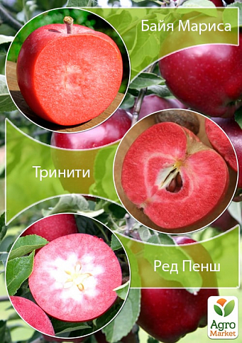 Дерево-сад Яблоня красномясая "Байя Мариса+Тринити+Ред Пенш" 
