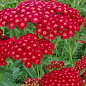 Тысячелистник "Red Velvet" (засухоустойчивый садовый многолетник)