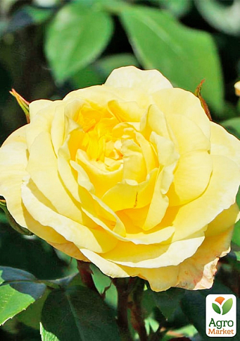 Троянда флорибунда "Sunstar" (саджанець класу АА+) вищий сорт - фото 2