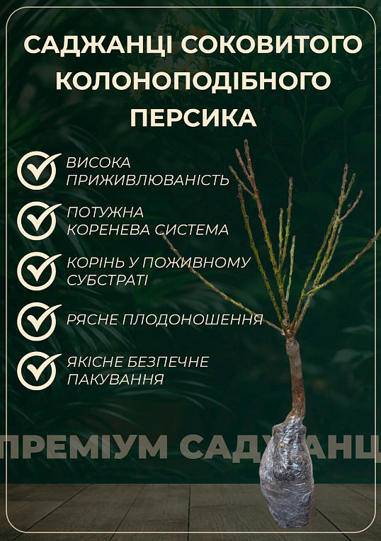 Эксклюзив! Персик колоновидный оранжевый с загаром на солнечной стороне "Сувенир" (Souvenir) (премиальный среднеспелый сорт) - фото 7