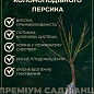 Эксклюзив! Персик колоновидный оранжевый с загаром на солнечной стороне "Сувенир" (Souvenir) (премиальный среднеспелый сорт)