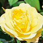 Роза флорибунда "Sunstar" (саженец класса АА+) высший сорт купить