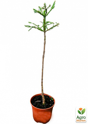 Ялина європейська звичайна на штамбі (Picea abies) С2, висота 60-80см - фото 2