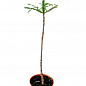 Ель европейская обыкновенная на штамбе (Picea abies) С2, высота 60-80см купить