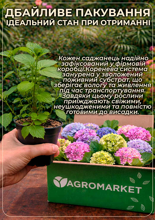 Гортензія крупнолиста 2-х річна "Alba" висота саджанця 25-45см