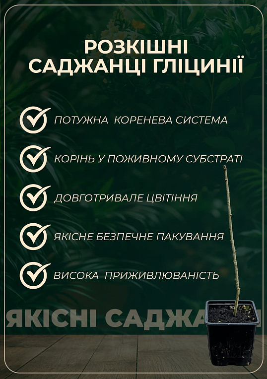 Эксклюзив! Глициния идеально белая "Белый ангел" (White angel) (премиальный очень красивый сорт)