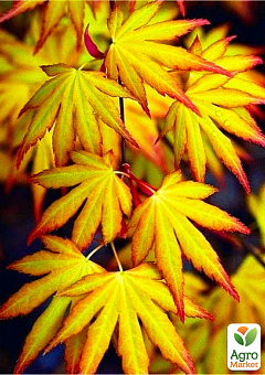Клен японський пальмолистий "Катсура" (Acer pal. "Katsura") контейнер Р912