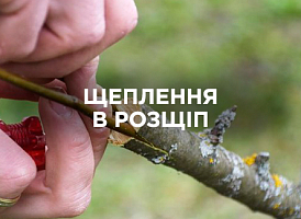 Щеплення в розщіп — строки, техніка та догляд після щеплення | Agro-market