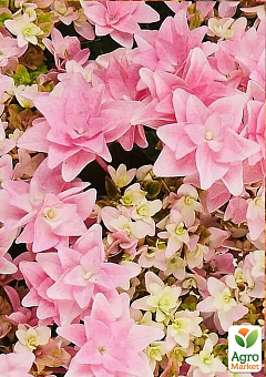 Гортензия крупнолистная 2-х летняя "Floria" высота саженца 25-45см8