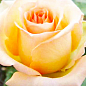 Троянда чайно-гібридна "Версилія" (саджанець класу АА +) вищий сорт