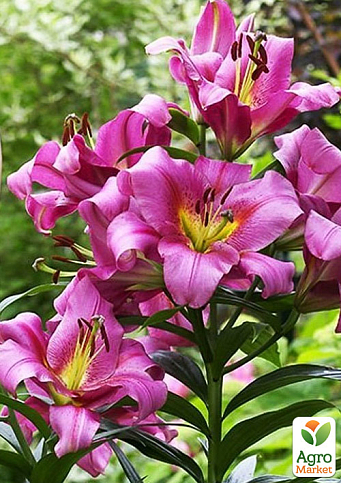 Лилия Гигант "Purple Lady" 
