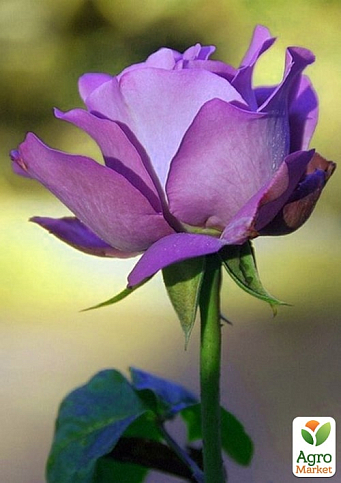 LMTD Троянда на штамбі 5-ти річна "Royal Purple" (укорінений саджанець у горщику, висота 130-150см) - фото 5