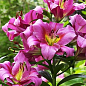 Лилия Гигант "Purple Lady" 