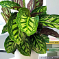 Калатея "Flamestar" высота 35-45см