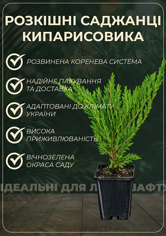 Кипарисовик Лавсона "Columnaris" (контейнер Р9) - фото 2