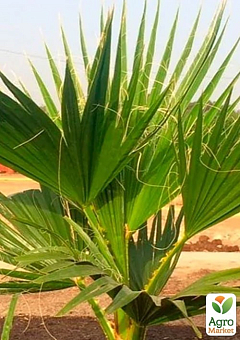 Вашингтонія нитконосна "Майамі" ТМ "Vesna Exclusive" 3шт12