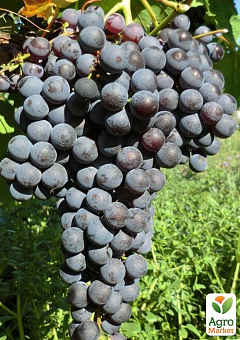 Виноград "Гурзуфський Рожевий" (винний сорт, ранній, мускатний) 1 саджанець в упаковці1