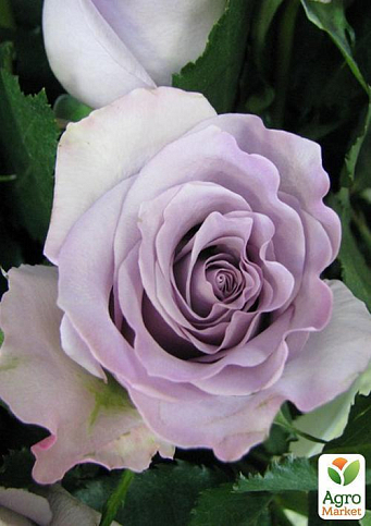 Роза чайно-гибридная "Boyfriend" (саженец класса АА+) высший сорт