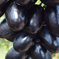 Виноград "Алвіка" (велика соковита ягода, гроно більше 1000 гр, ранньо-середній) 1 саджанець в упаковці