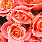 Троянда чайно-гібридна "Міс Піггі" (саджанець класу АА +) вищий сорт