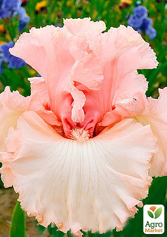 Ирис бородатый крупноцветковый "Austar Pink"  