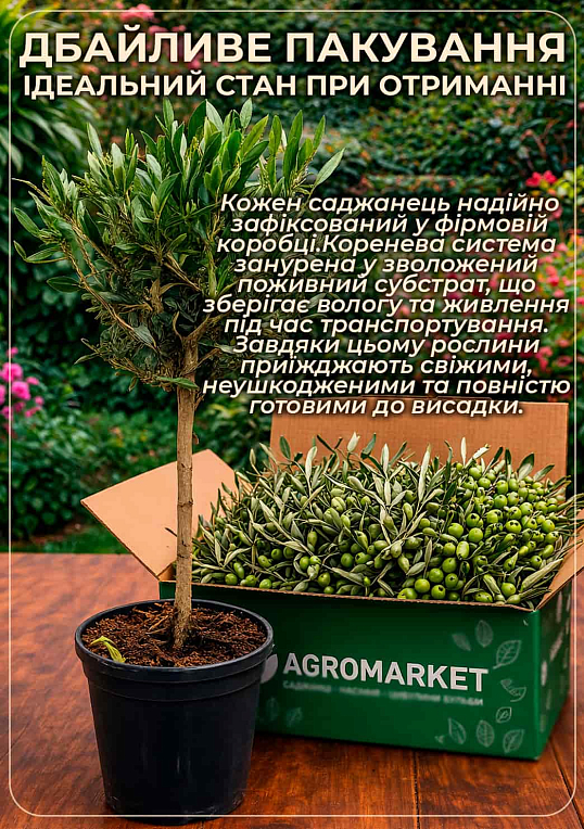 Олива "Olea Europaea" на штамбi 50-60см - фото 3
