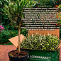 Олива "Olea Europaea" на штамбi 50-60см цена