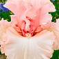 Ирис бородатый крупноцветковый "Austar Pink"  