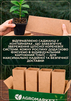 Кава "Арабіка"3