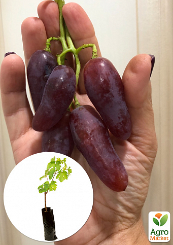 Виноград "Краса Днепра" (вегетирующий саженец очень крупного сладкого винограда)