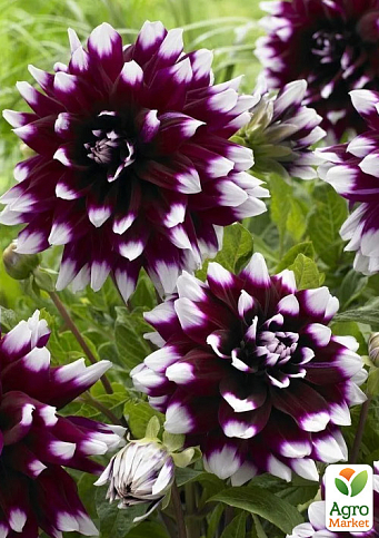 Георгина "Mystery Day" (гигантский цветок) - фото 3