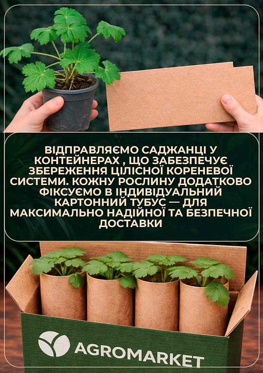 Дельфиниум гибридный "Cherry Blossom White Bee" - фото 3