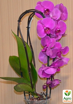 Орхидея (Phalaenopsis) "Cascade Paars"1