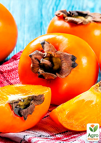 Хурма на виргинском морозостойком подвое "Королек" высший сорт! - фото 7