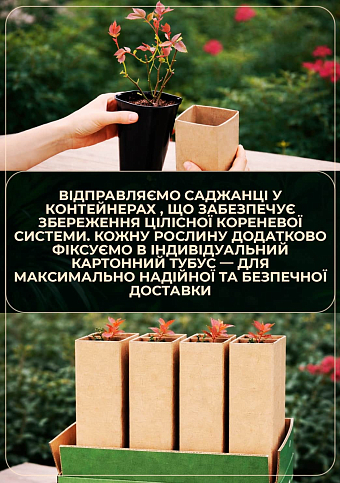 Троянда чайно-гібридна "Дітер Мюллер" у контейнері, вищий сорт - фото 4