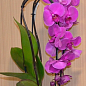 Орхідея (Phalaenopsis) "Cascade Paars"