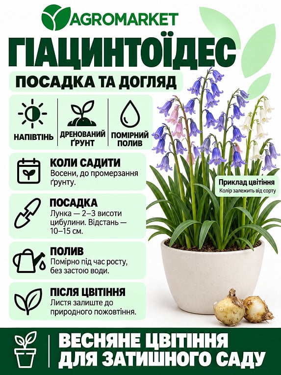 Гіацинтоїдес "Рожевий" (розмір 6/7, великий) 5шт в упаковці