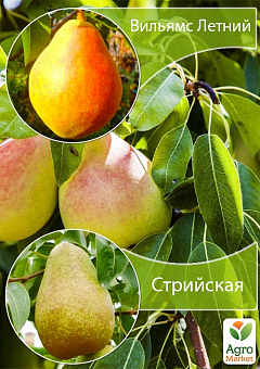 Дерево-сад Груша "Стрийская+Вильямс Летний" 1