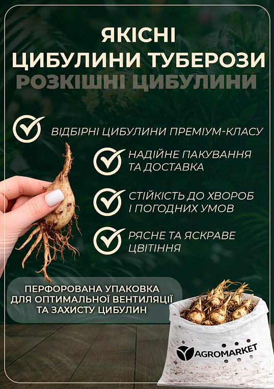 Тубероза "The Pearl" (Царица Ароматов) размер 10+