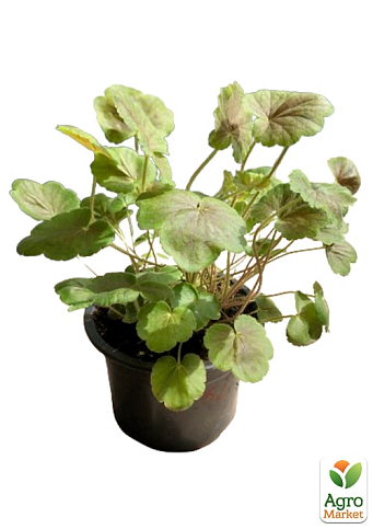 Гейхерелла (Heucherella) "Solar Eclipse" С1 (висота 15-30см) - фото 5